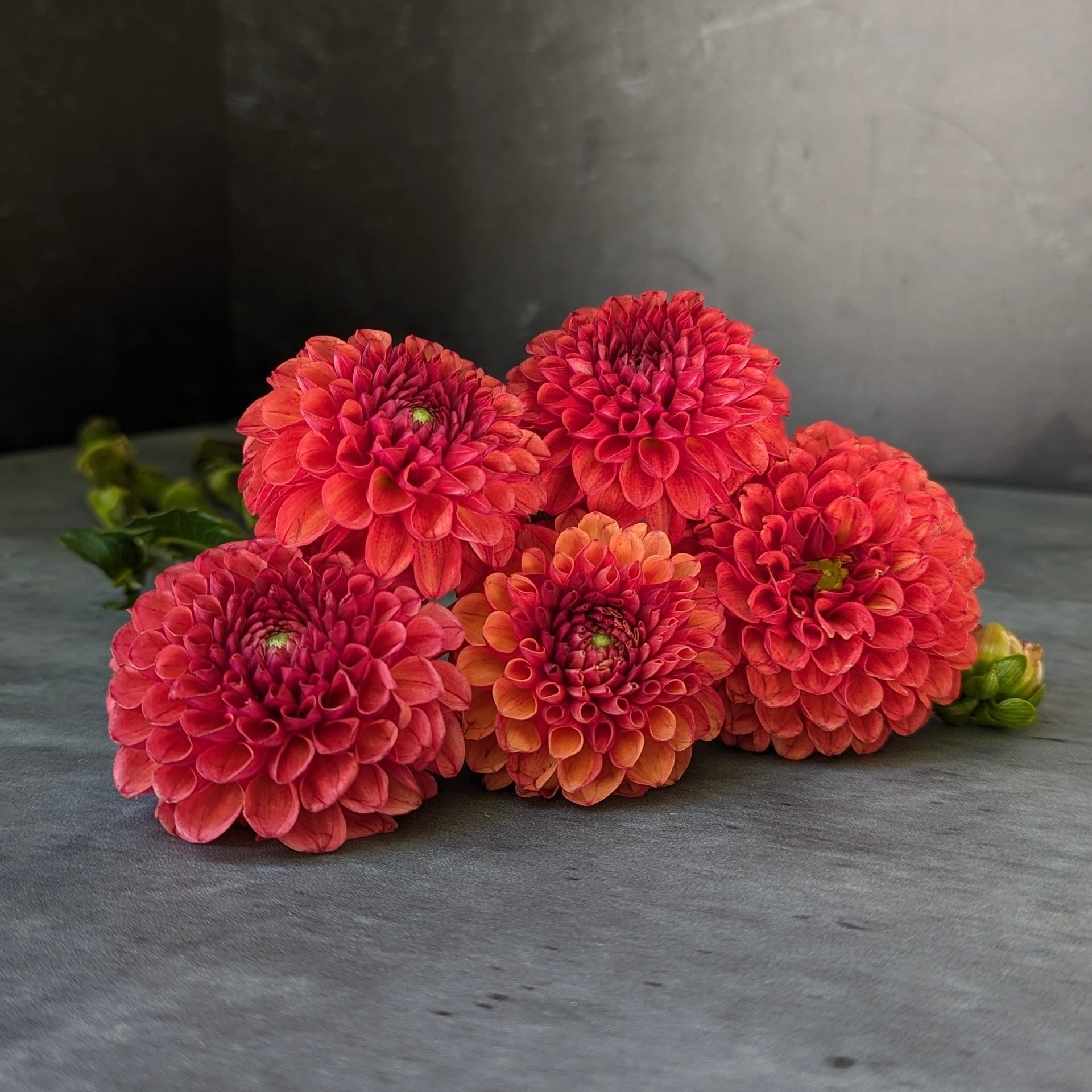 Dahlia regular-Valley Rust Bucket