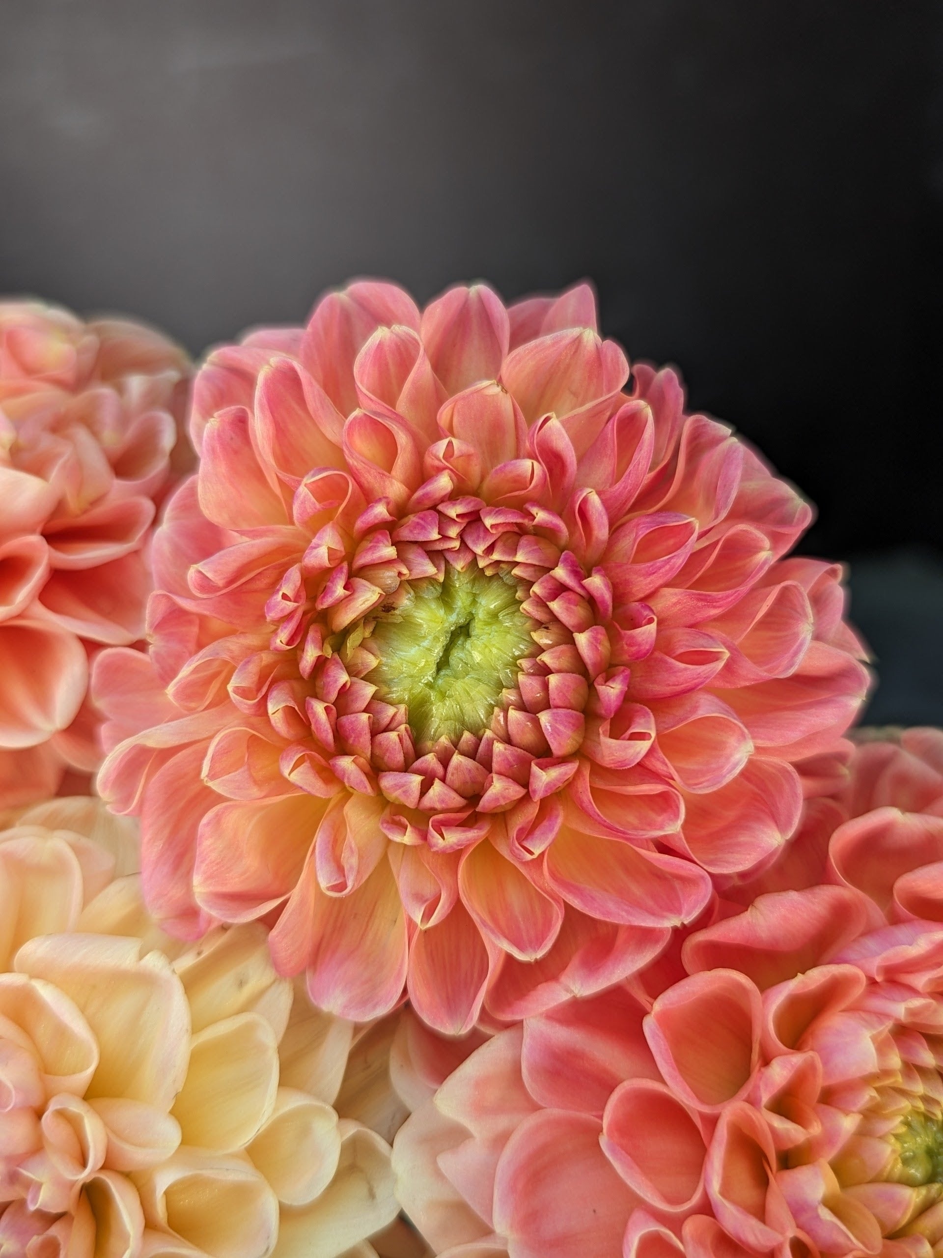 Dahlia Regular-Crichton Honey