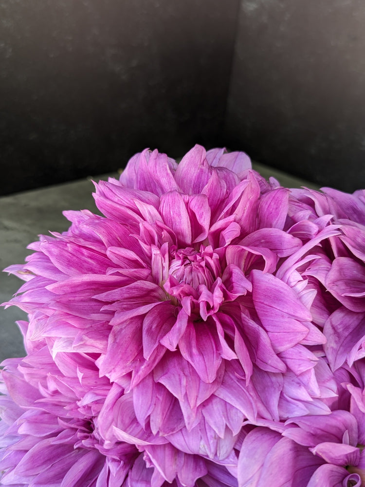 
            
                Load image into Gallery viewer, Dahlia Medium-Lilac Time
            
        