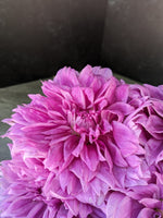 Dahlia medium-Lilac Time