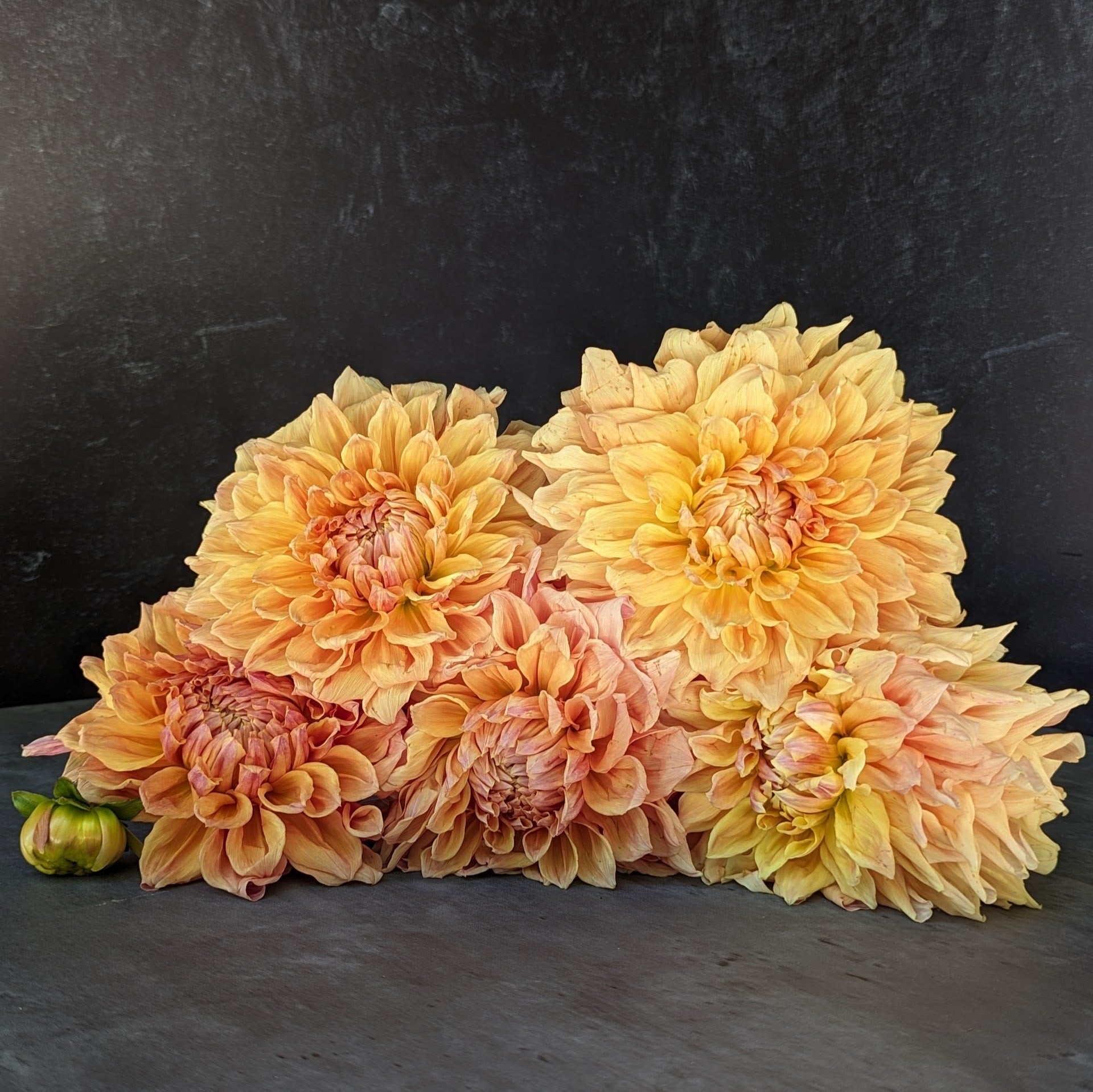 Dahlia Dinnerplate-Ben Huston