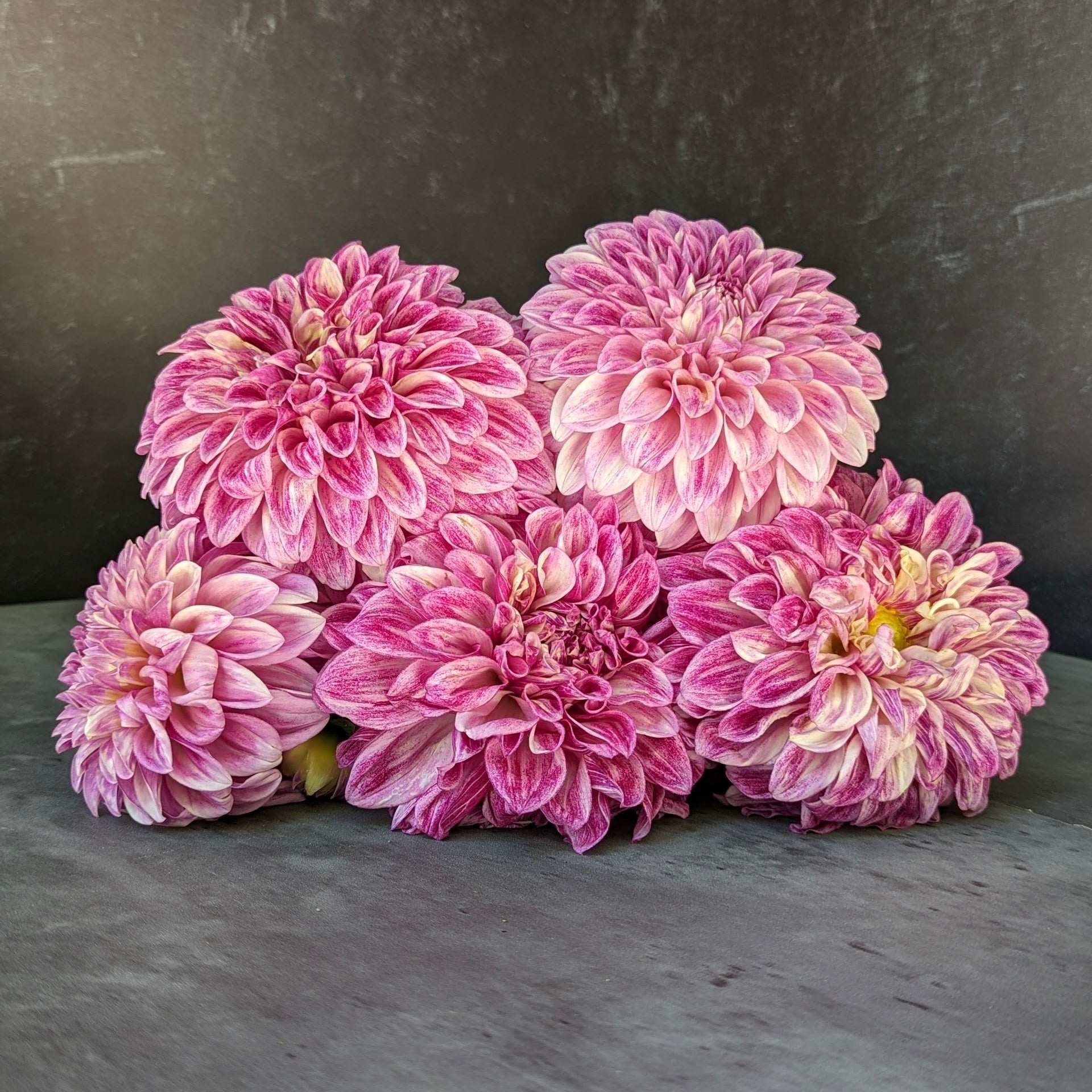 Dahlia Medium-Jowey Louise