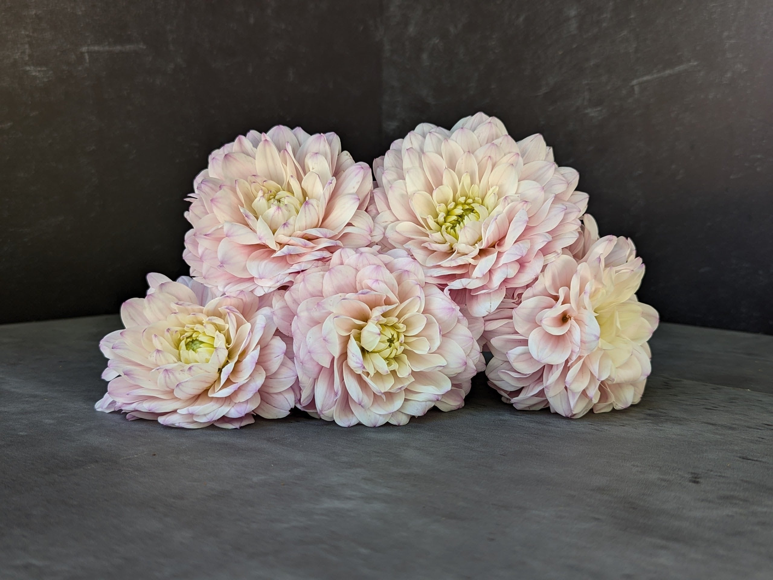 Dahlia Regular-Silver Years