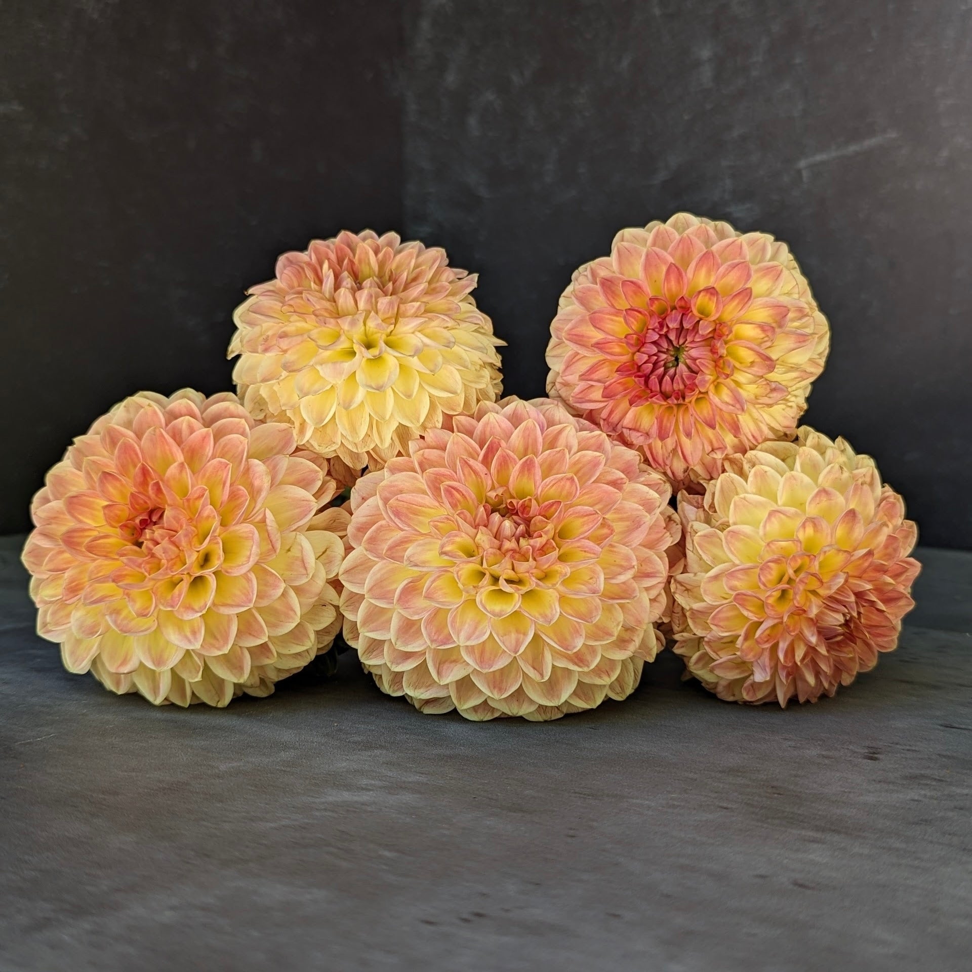 Dahlia Regular-Suncrest