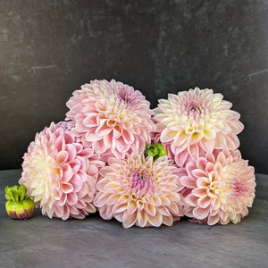Dahlia Medium-Castle Drive (GH grown)