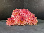Dahlia Regular-Coral