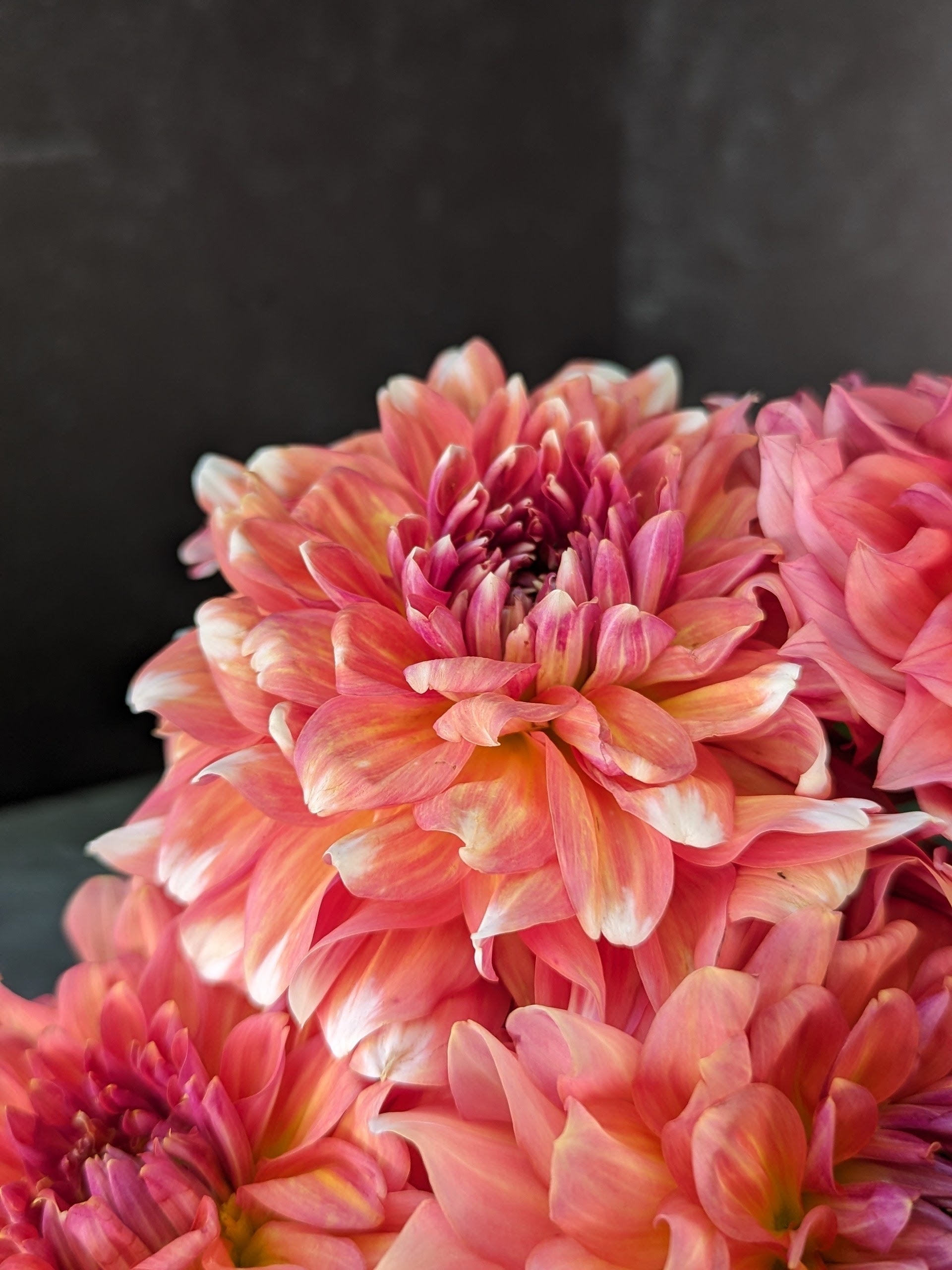 Dahlia Regular-Coral