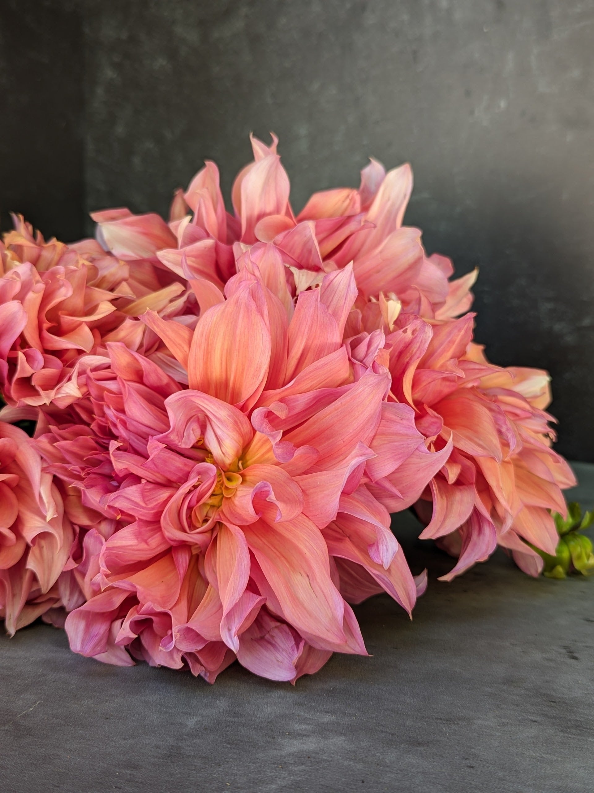 Dahlia Dinnerplate-Hercules