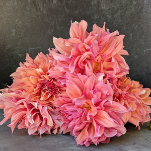 Dahlia Dinnerplate-Hercules