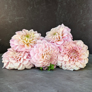 Dahlia Medium-Sweet Nathalie
