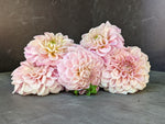 Dahlia Medium-Sweet Nathalie