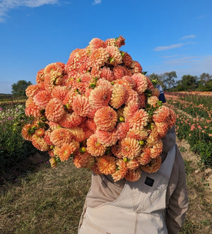 Dahlia Tuber-Bracken Palomino