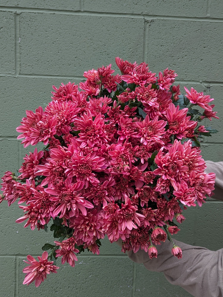 
            
                Load image into Gallery viewer, Heirloom Mum Spray-Coral Charm
            
        
