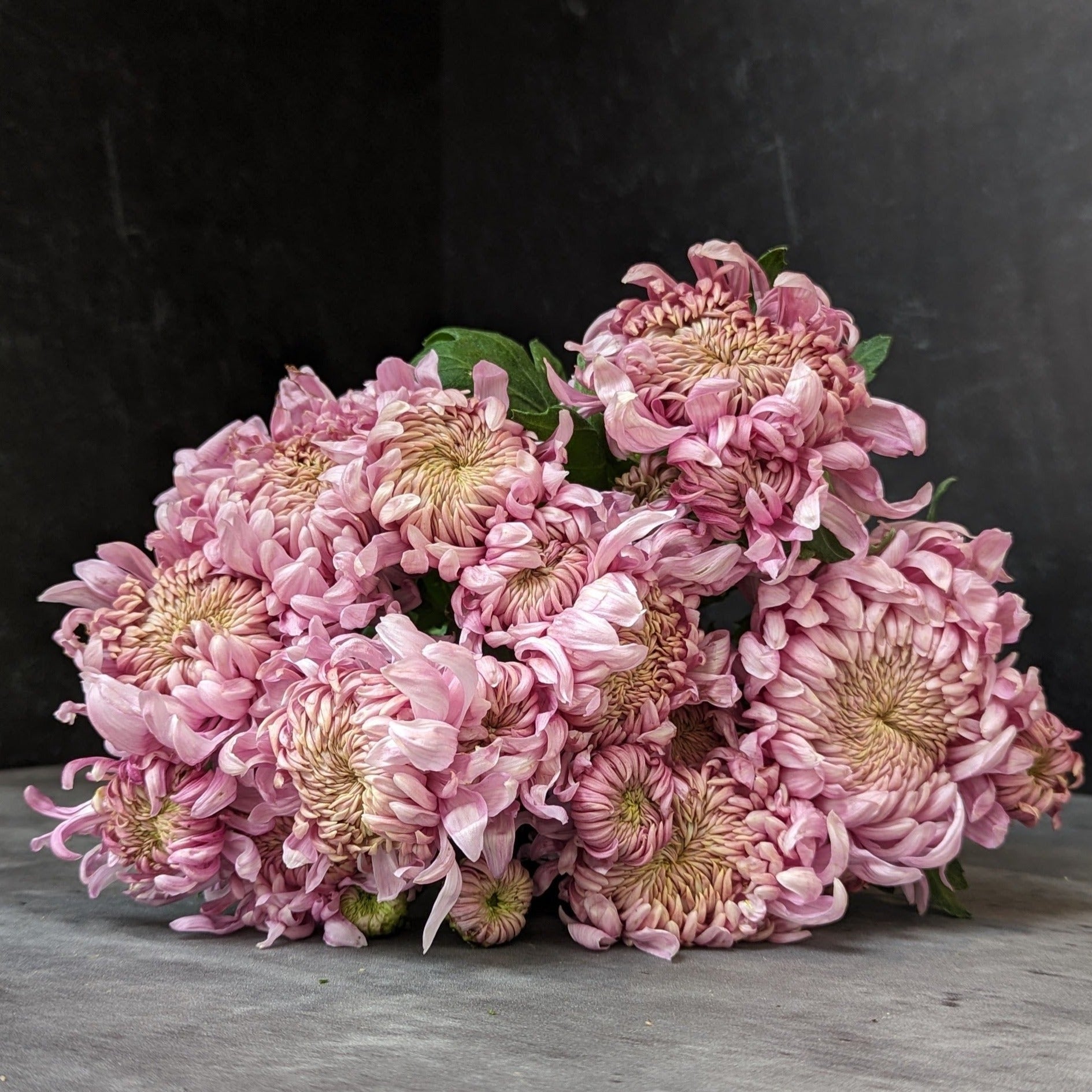 Heirloom Mum Disbud-Lake Landers