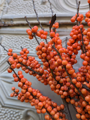 Winterberry-Peach Ilex