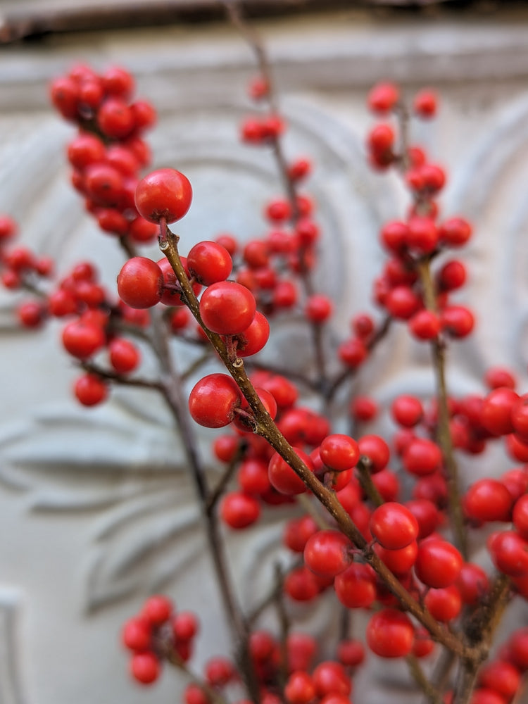 Winterberry-Red Ilex