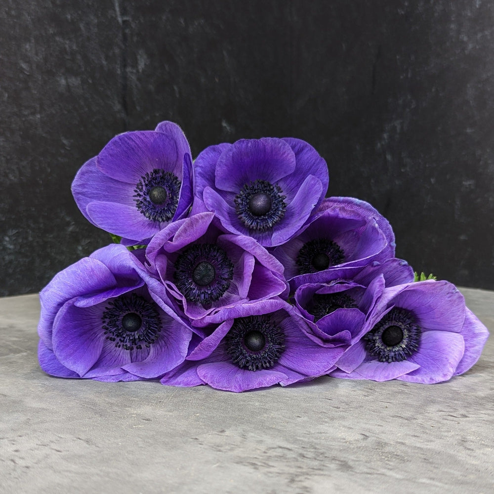 Anemone-Purple