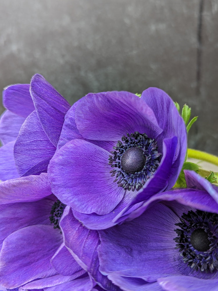 Anemone-Purple