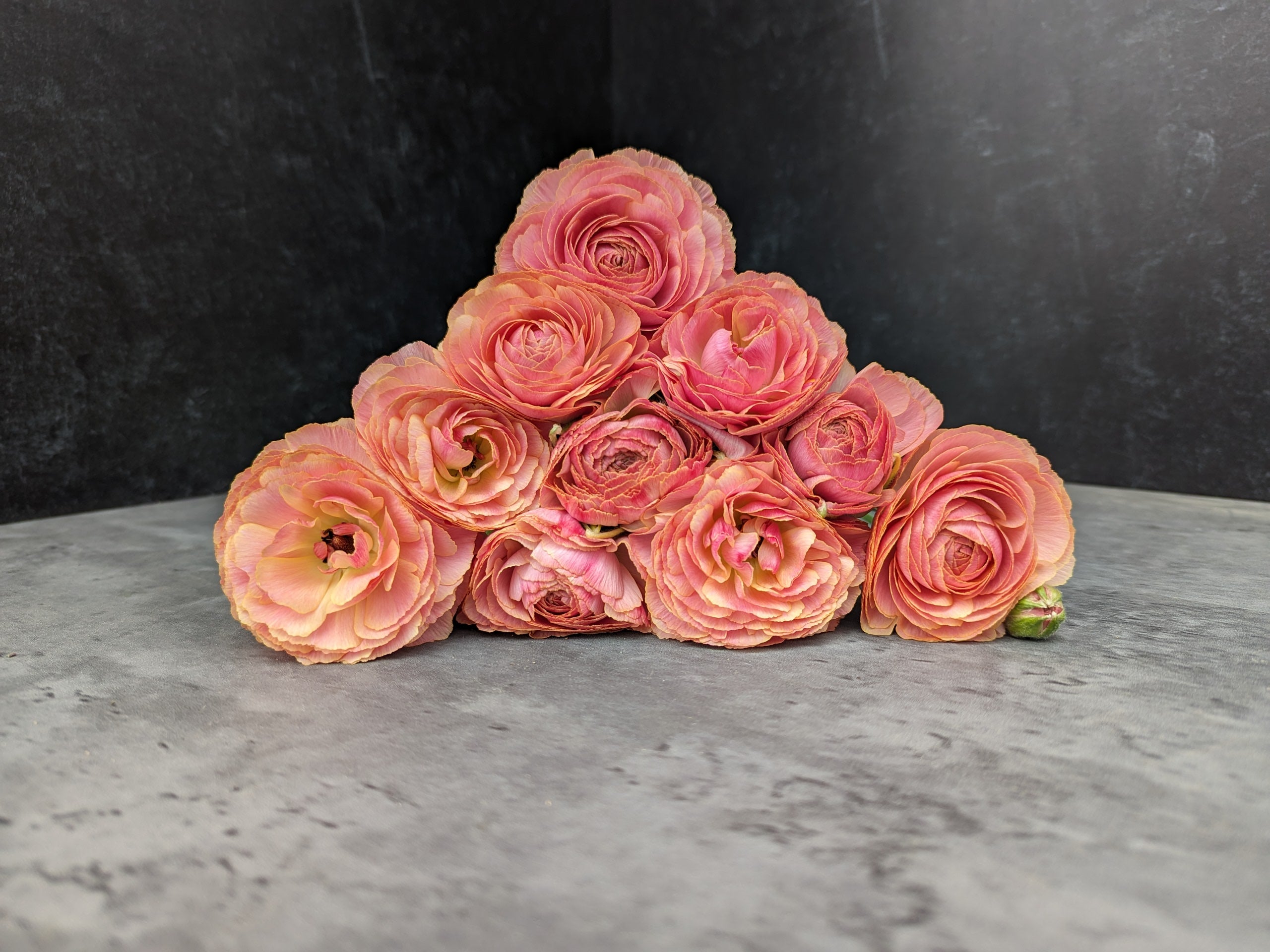 Ranunculus Specialty Romance-Coral