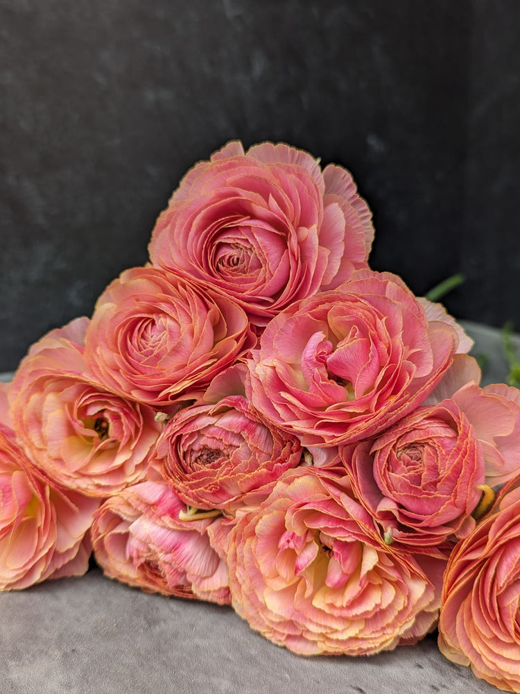 Ranunculus Specialty Romance-Coral