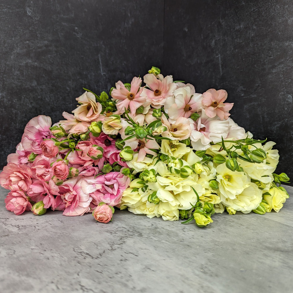 Ranunculus Butterfly-Any