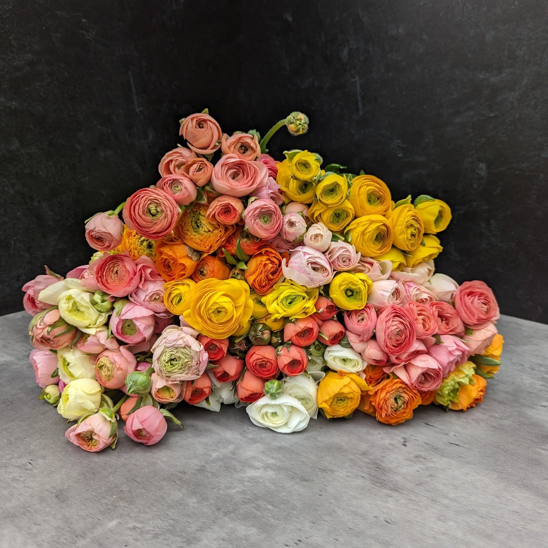 Ranunculus-Any