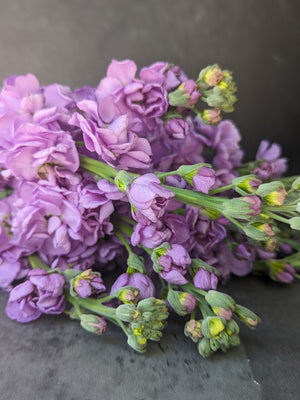 Stock-Lavender