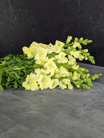 Snapdragon-Chantilly Yellow