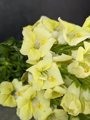 Snapdragon-Chantilly Yellow