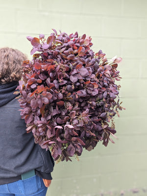 Smokebush Foliage