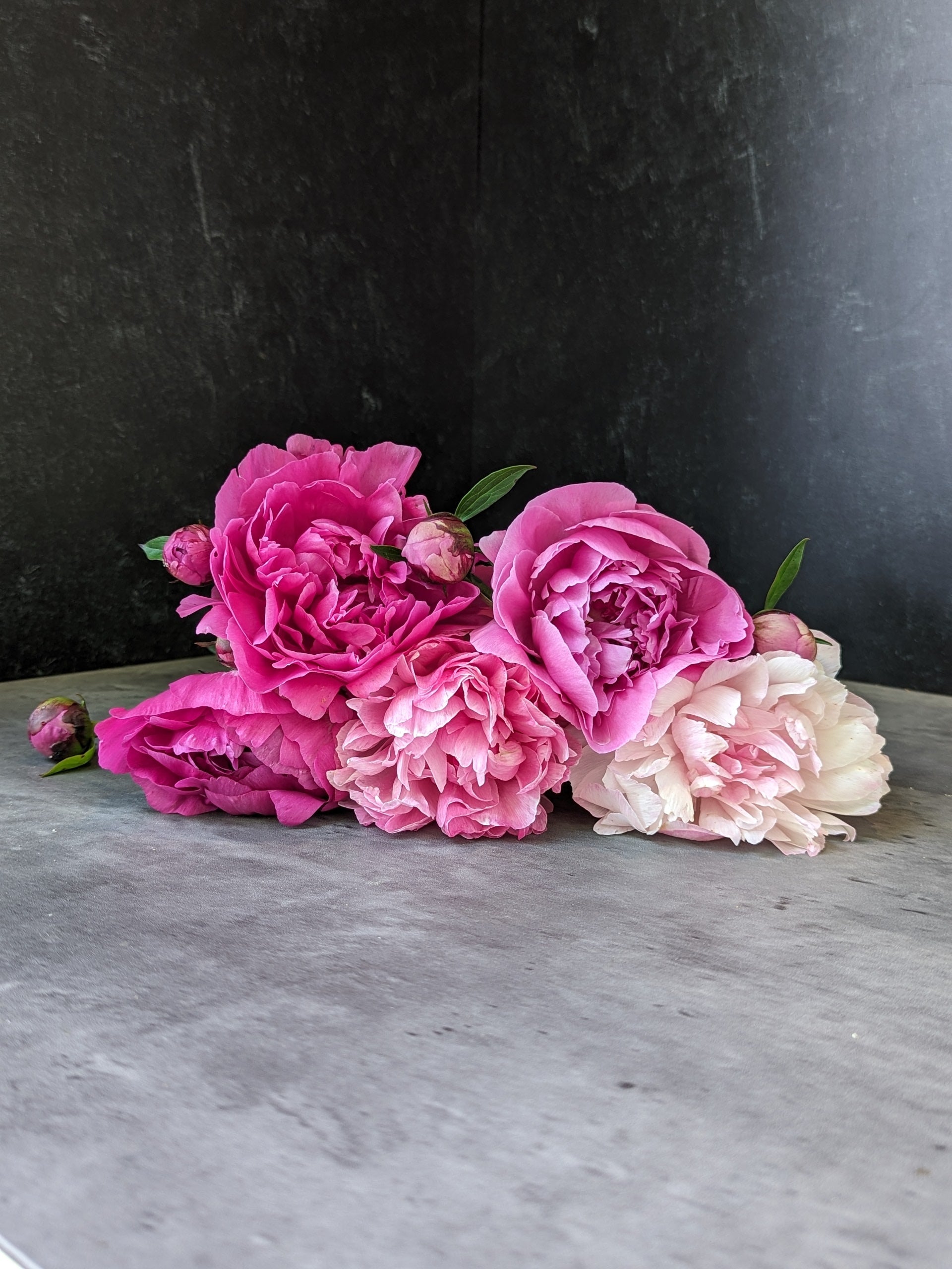 Peony-Assorted Pink