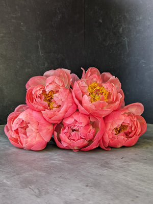 Peony-Coral Charm