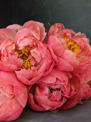 Peony-Coral Charm