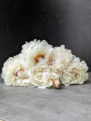 Peony-Festiva Maxima