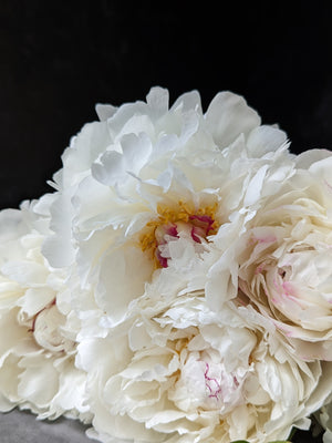 Peony-Festiva Maxima