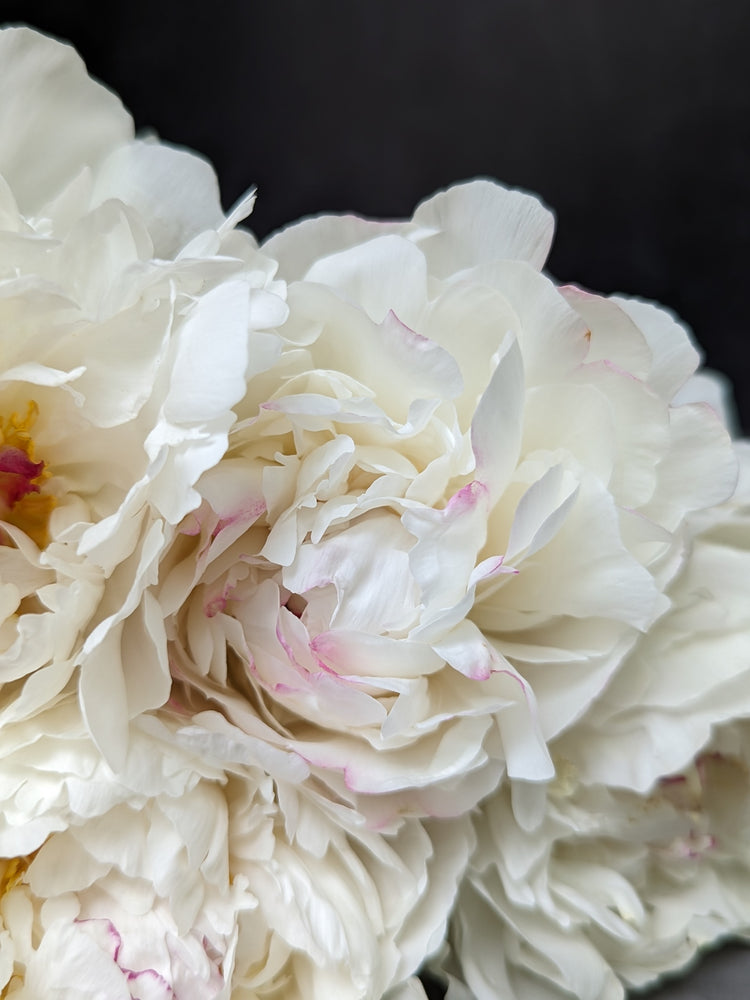 Peony-Festiva Maxima