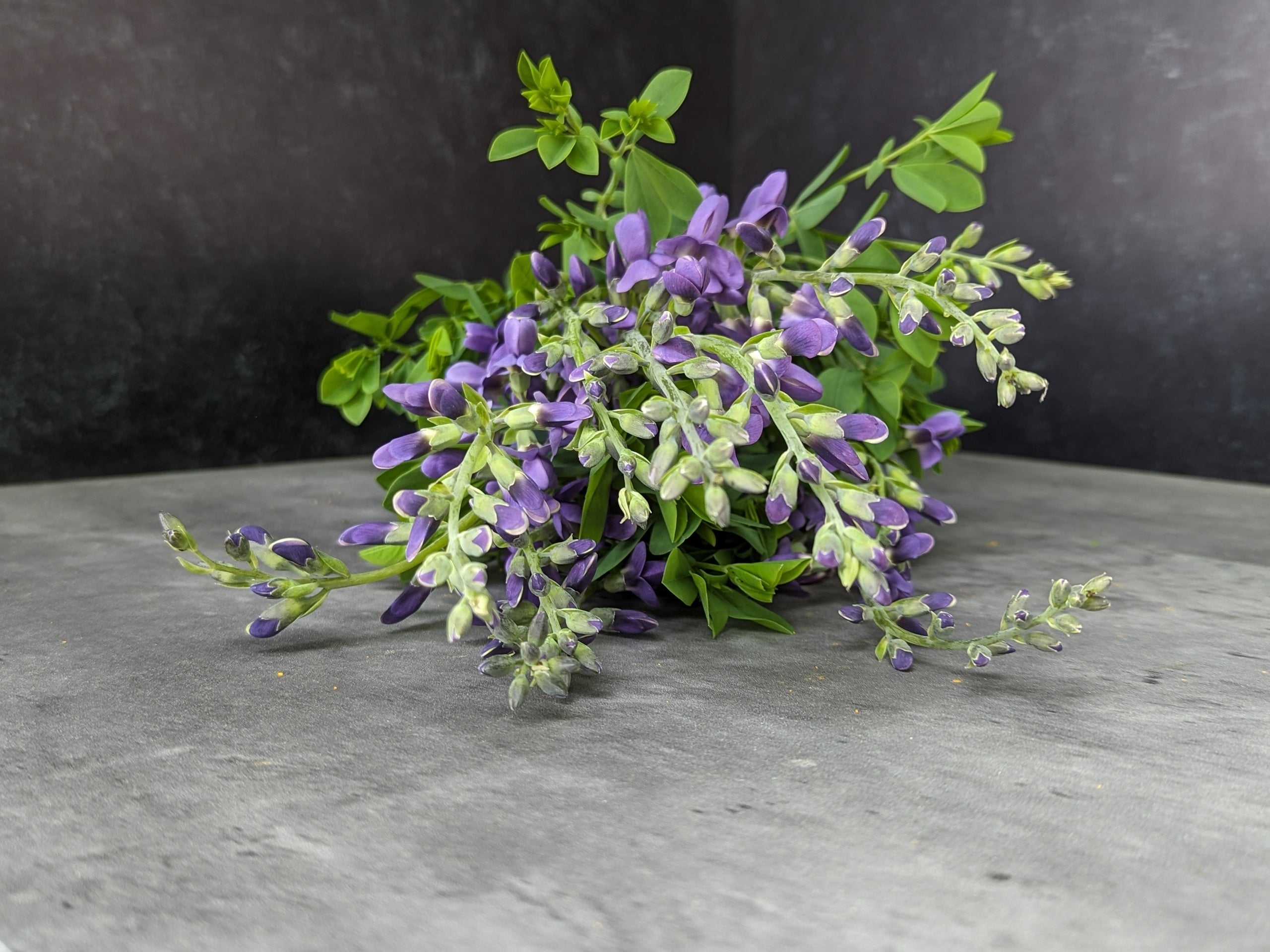 Baptisia-False Indigo