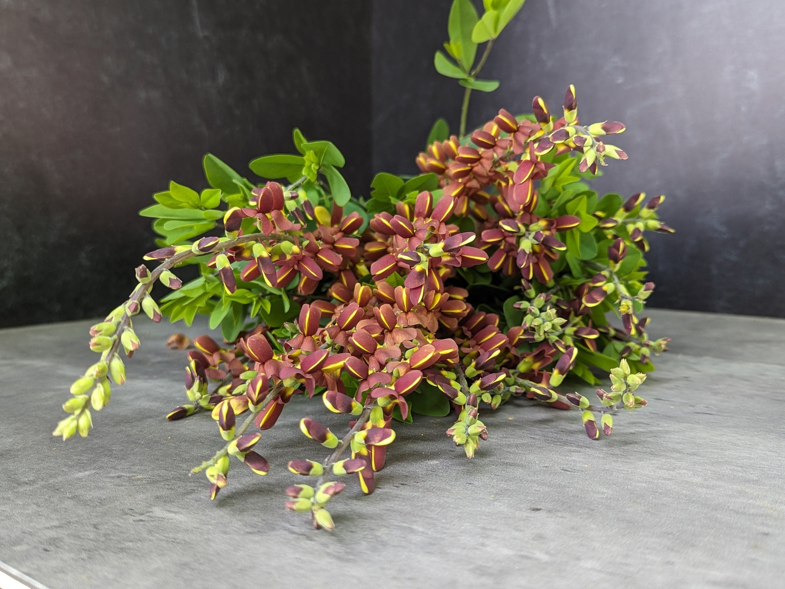 Baptisia-Cherries Jubilee