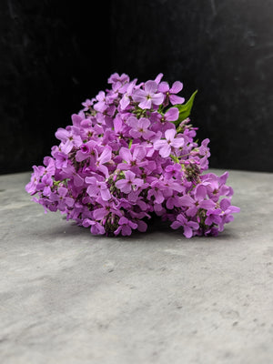 Hesperis-Purple