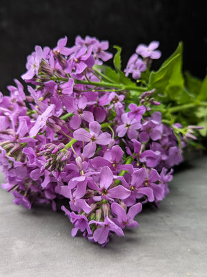 Hesperis-Purple