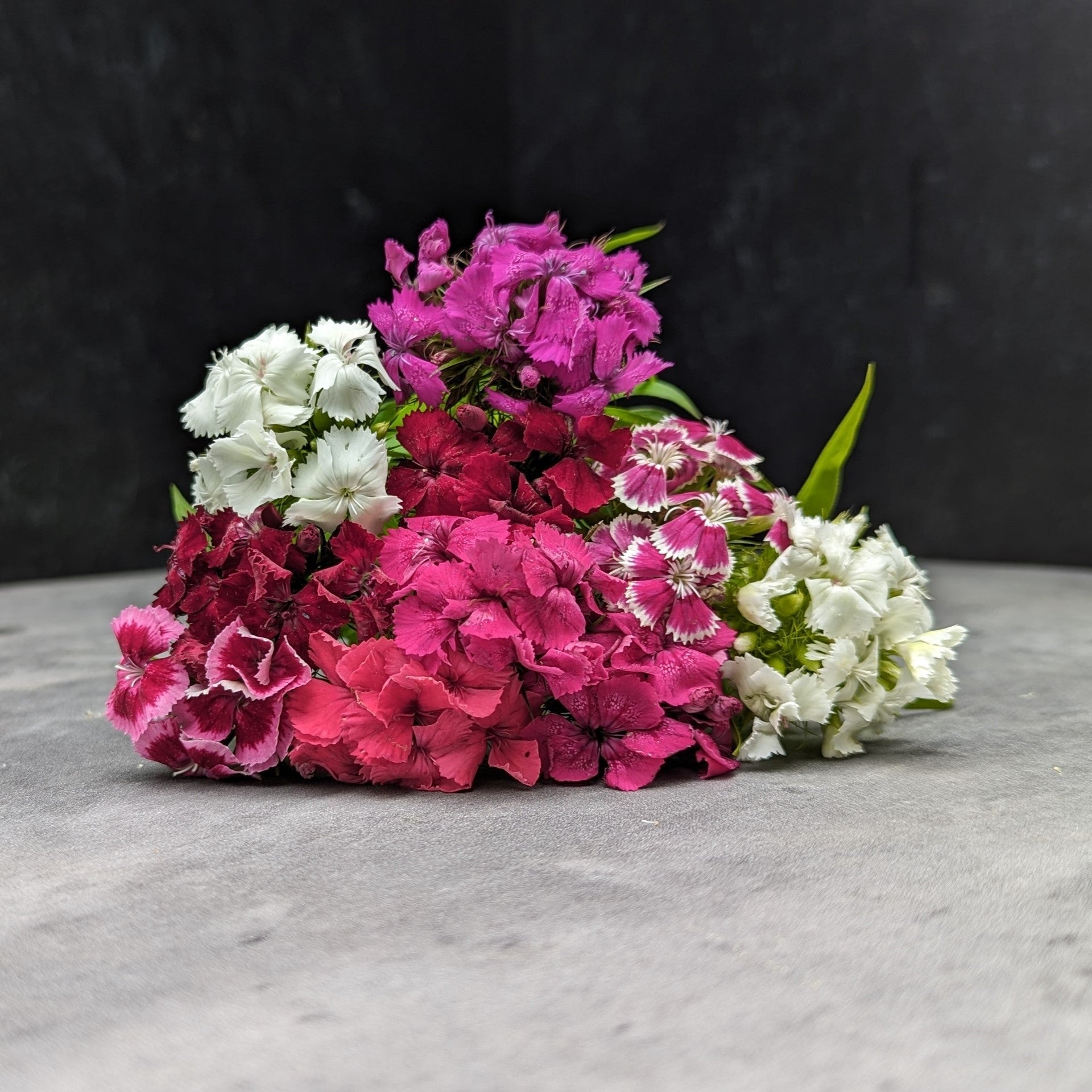Dianthus-Sweet William Mix