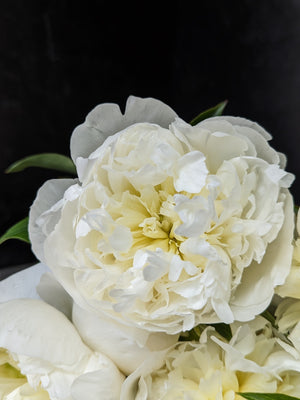 Peony-Duchesse