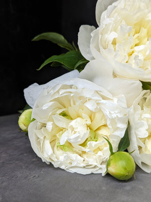 Peony-Duchesse