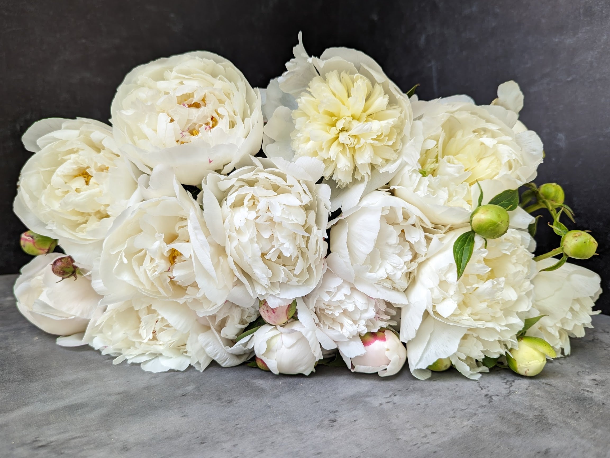 Peony-White
