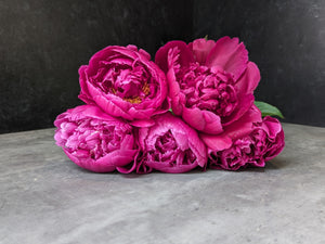 Peony-Raspberry