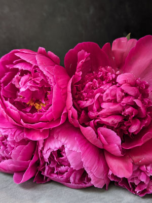 Peony-Raspberry