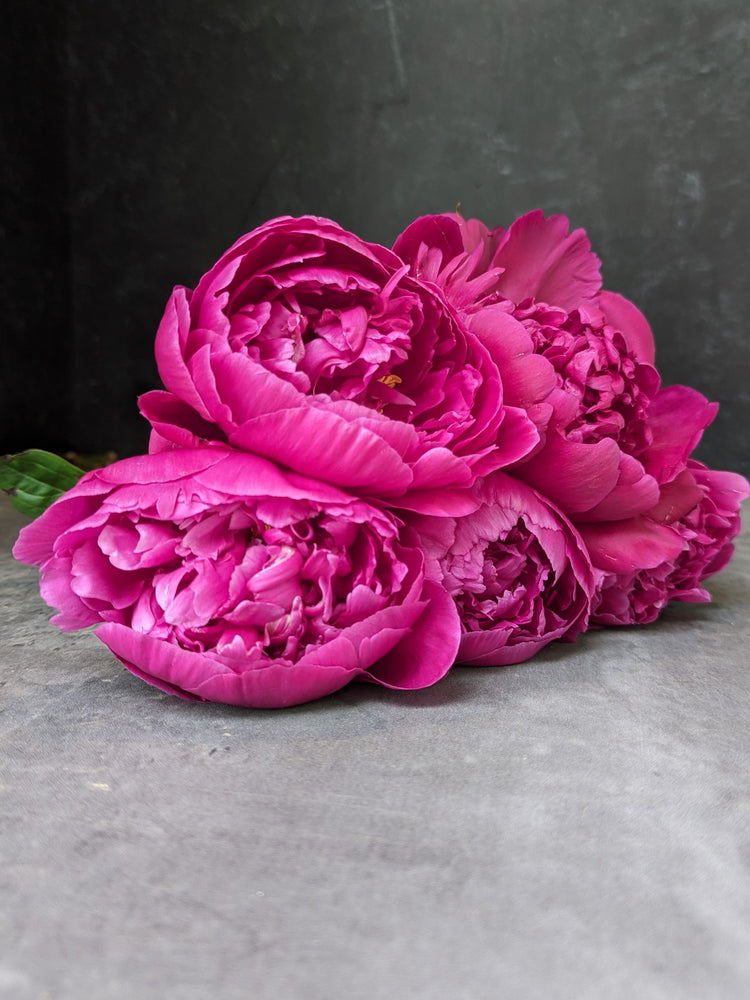 Peony-Raspberry