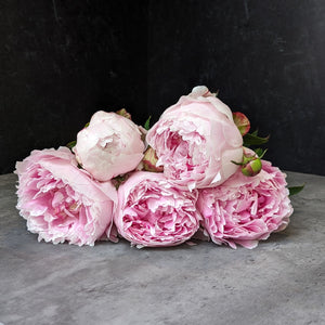 Peony-Sarah Bernhardt