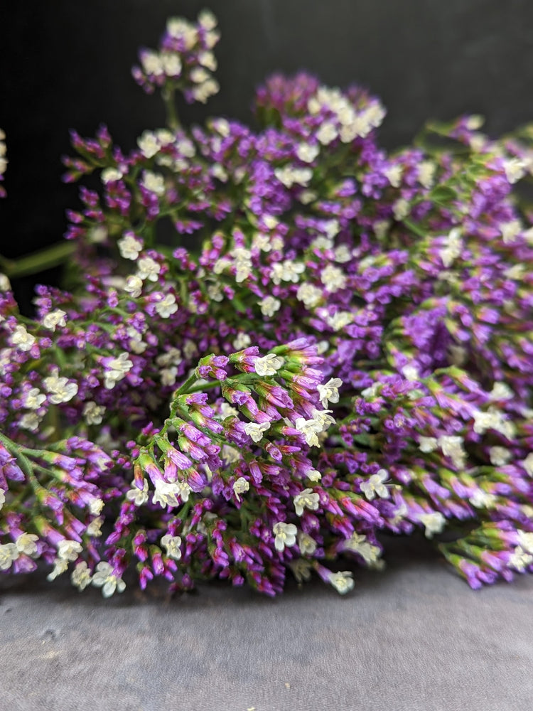 Statice Limonium-Purple