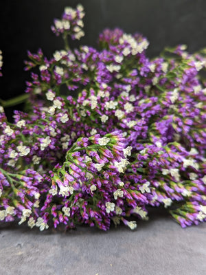 Statice Limonium-Purple